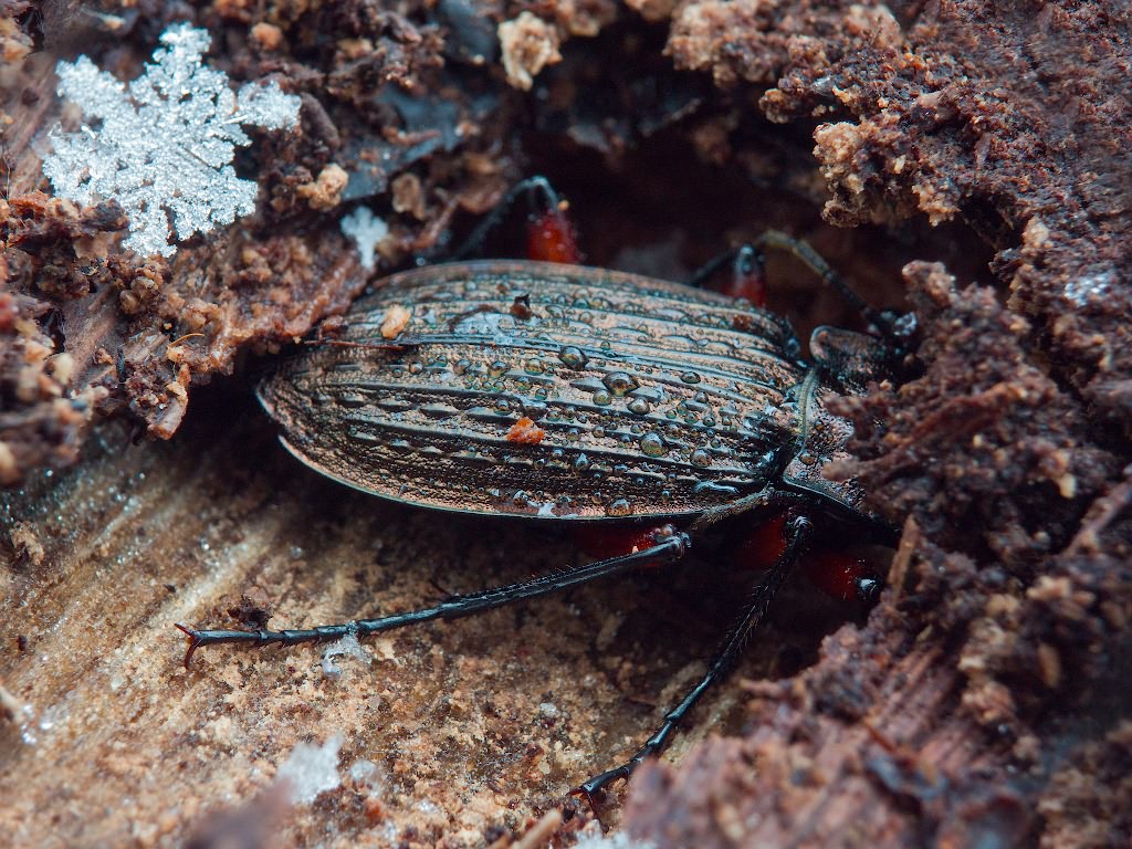 granulatus Linne, 1758